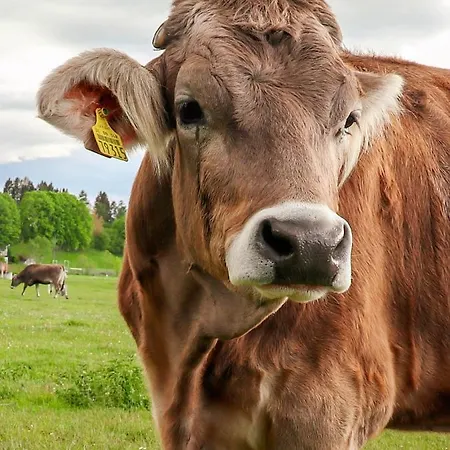 Hoernlestubn Lejlighed *