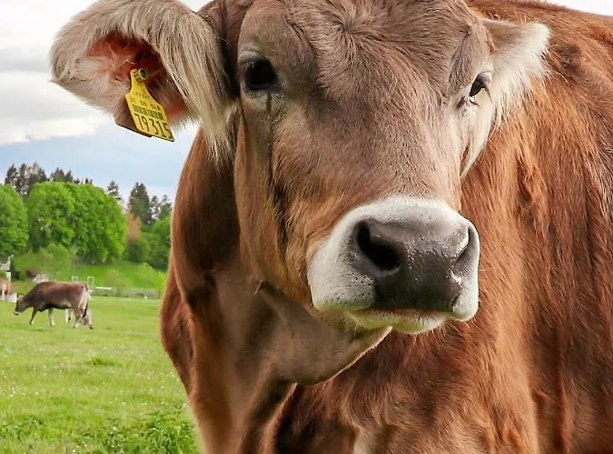 Hoernlestubn Appartement *