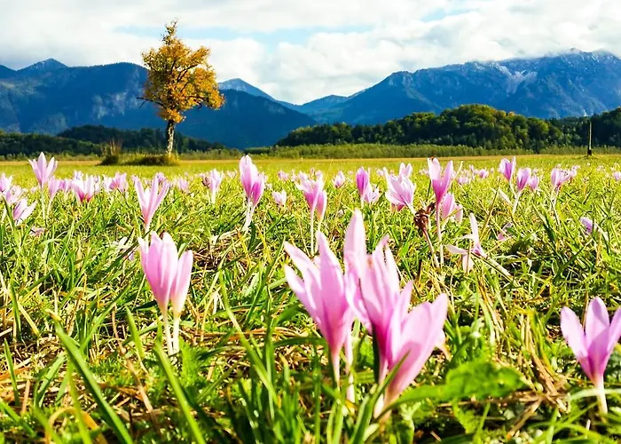 Appartement Hoernlestubn